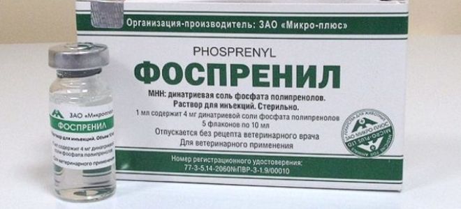Причины появления и лечение вирусных папиллом на теле у собак