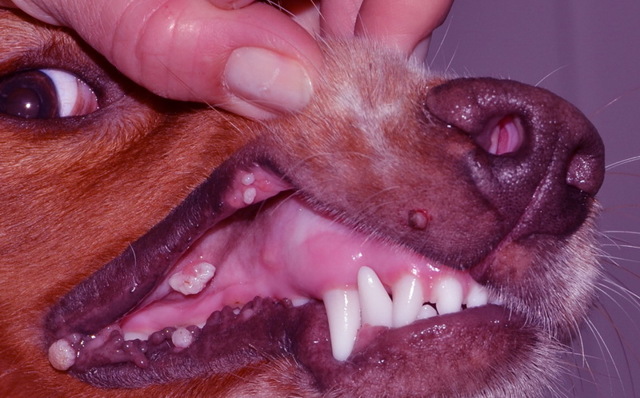 Причины появления и лечение вирусных папиллом на теле у собак