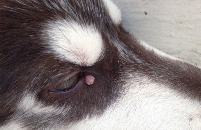 Причины появления и лечение вирусных папиллом на теле у собак
