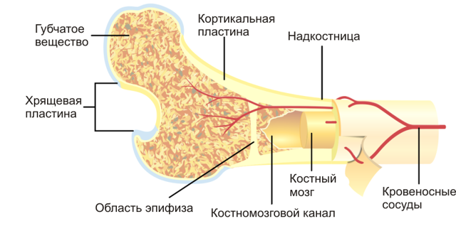 Механизм образования костной мозоли после переломов