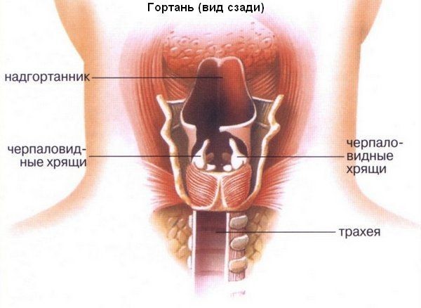 Признаки наличия и лечение папилломатоза гортани