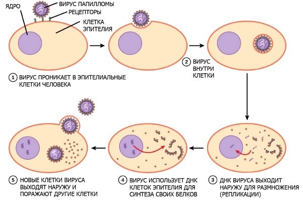 Пути передачи и степень заразности вируса папилломы человека (ВПЧ)